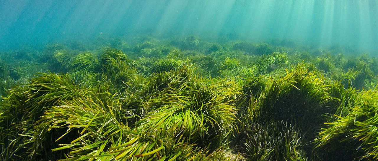The 100,000-year-old plant beneath Ibiza's waters